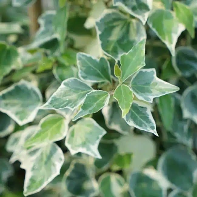 Lierre des bois 'Little Diamond' - hedera helix - Photo 1