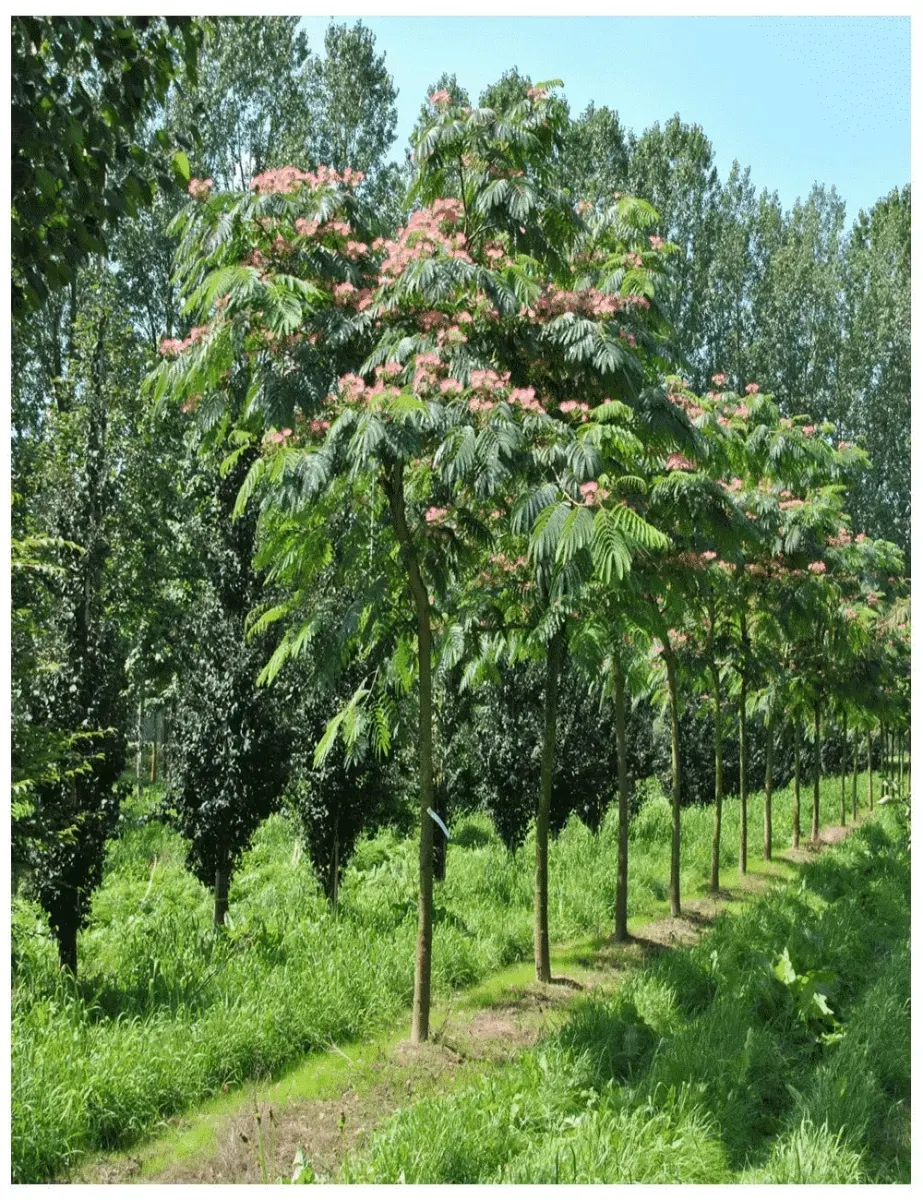 ALBIZIA julibrissin ‘Ombrella’ / Arbre de soie 'Ombrella' - Photo 4