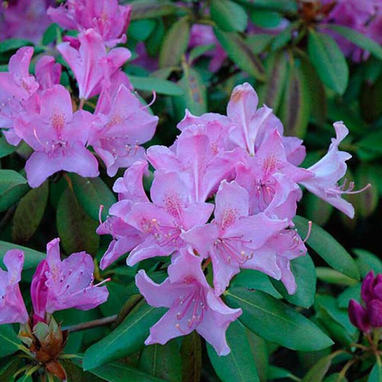 RHODODENDRON 'ROSEUM ELEGANS' / Rhododendron 'Roseum Elegans' - Photo 1
