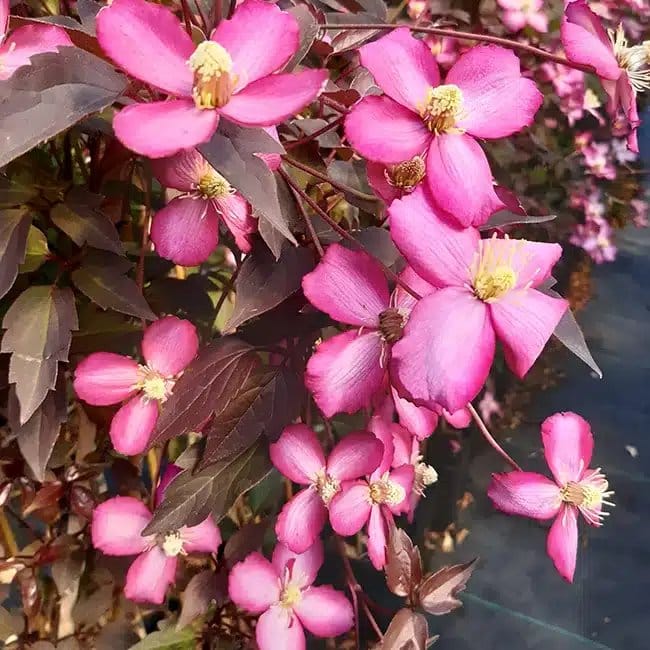 Clématite 'Van Gogh' - clematis montana - Photo 1