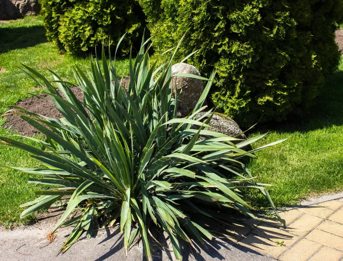 YUCCA filamentosa / Yucca filamentosa - Photo 3