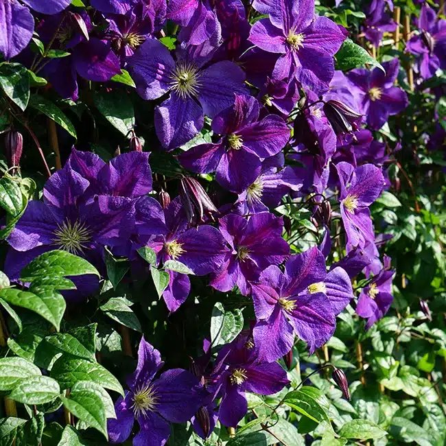 Clématite 'Star of India' - clematis jackmanii - Photo 3