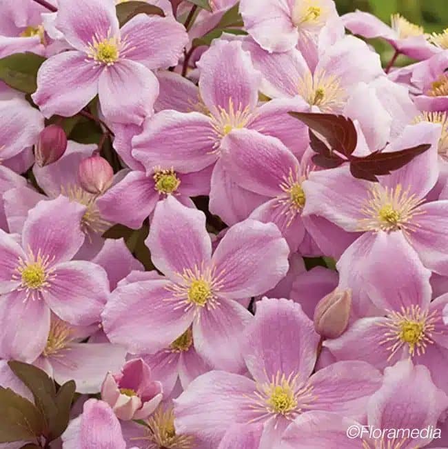 Clématite 'New Dawn' - clematis montana - Photo 2