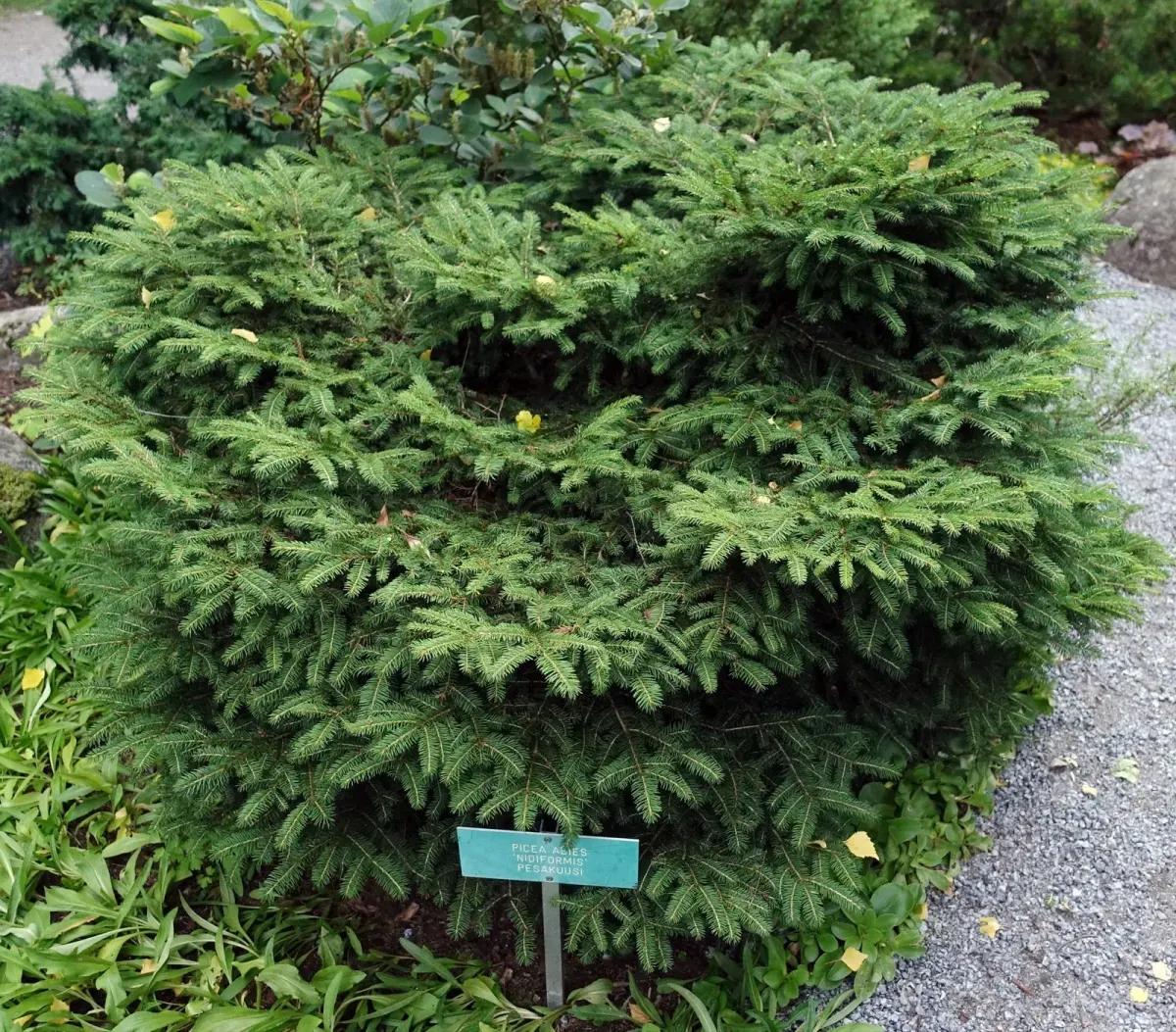 PICEA abies ‘Nidiformis’  / Picea abies 'Nidiformis' - Photo 3