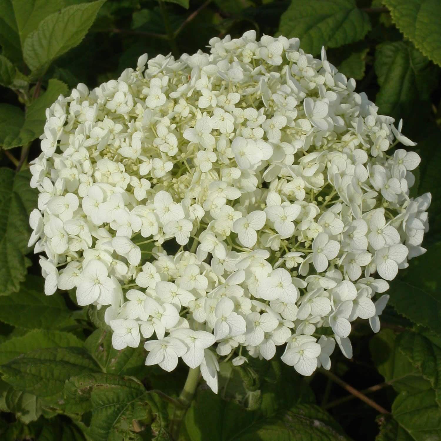 HYDRANGEA arborescens ‘Annabelle’ / Hortensia de Virginie 'Annabelle' - Photo 2