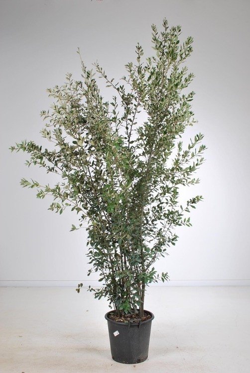 Quercus ilex / Chêne vert, Chêne Yeuse - Photo 3