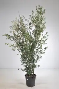 Quercus ilex / Chêne vert, Chêne Yeuse - Photo 3