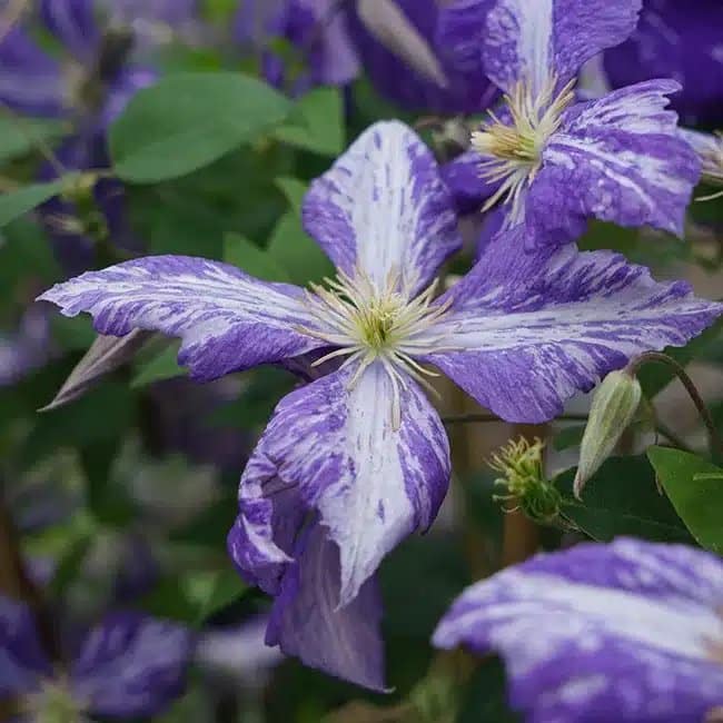 Clématite 'Tie Dye' - clematis jackmanii - Photo 1