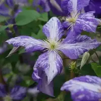 Clématite 'Tie Dye' - clematis jackmanii - Photo 1