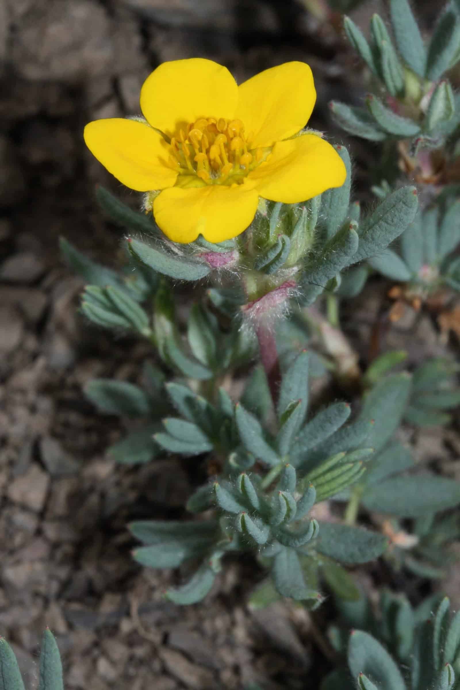 Potentilla fruticosa ‘Goldfinger’ / Potentille jaune - Photo 2