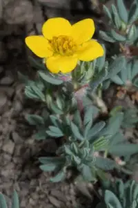 Potentilla fruticosa ‘Goldfinger’ / Potentille jaune - Photo 2