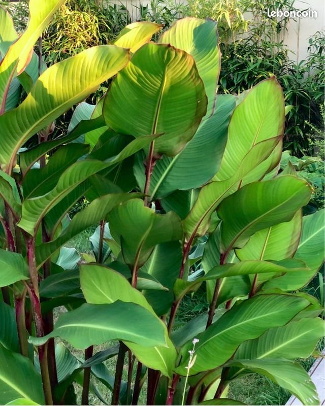 CANNA 'MUSAFOLIA' / Canna géant - Photo 1