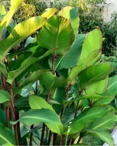 CANNA 'MUSAFOLIA' / Canna géant