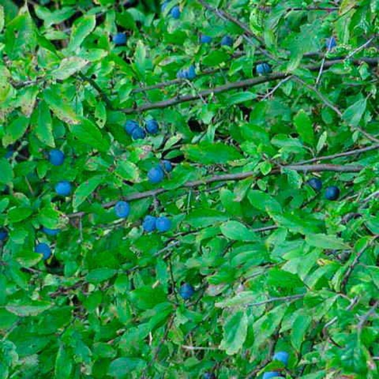 Prunus spinosa / Prunellier commun - Photo 1