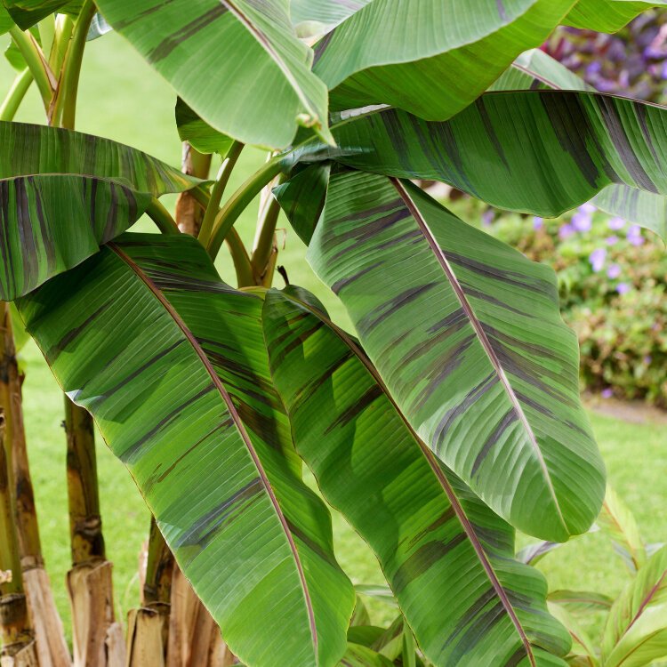 MUSA SIKKIMENSIS 'EVER RED' / Bananier du Sikkim - Photo 1