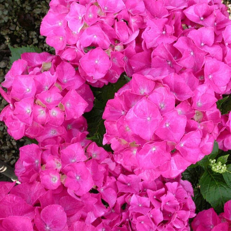 HYDRANGEA M. 'SIBILLA' (MASJA) / Hortensia Sibilla - Photo 1