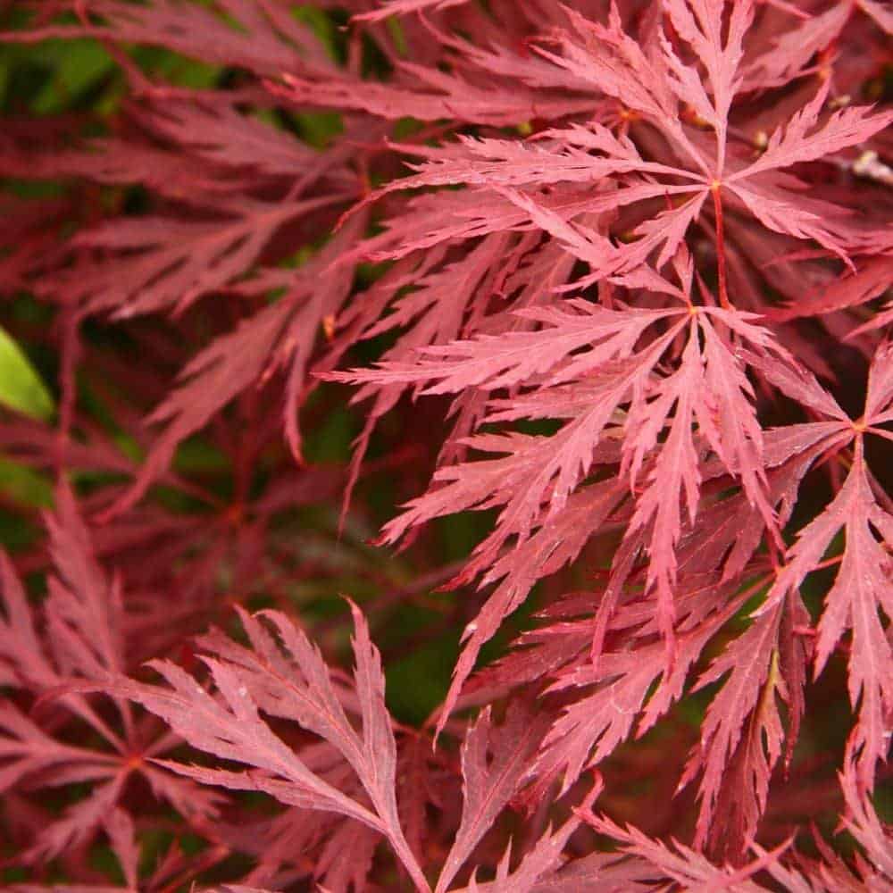ACER palmatum Dissectum Garnet / Érable du Japon à feuilles découpées - Photo 2