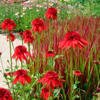 ECHINACEA 'ECCENTRIC' / Échinacée pourpre - Photo 2