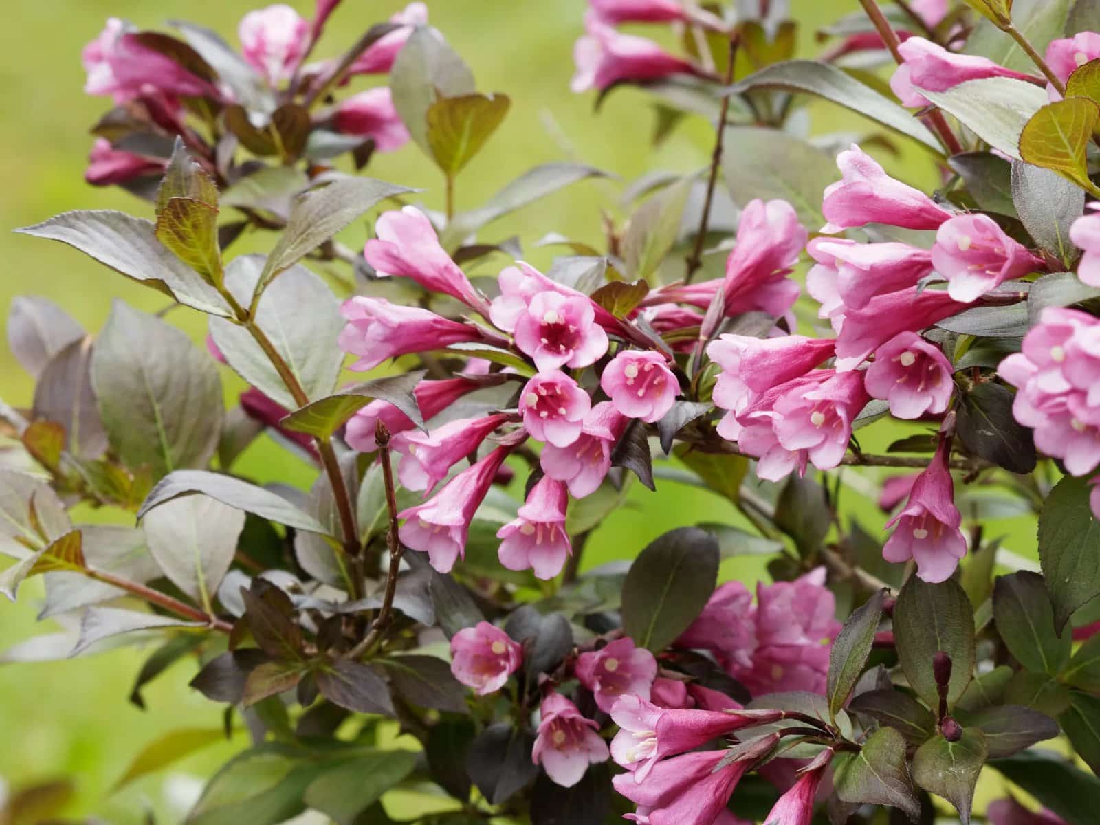 WEIGELA florida 'Victoria' / Weigela florida 'Victoria' - Photo 1