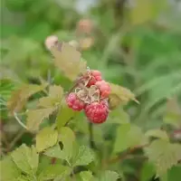 Framboisier remontant 'Versailles' - rubus idaeus - Photo 3