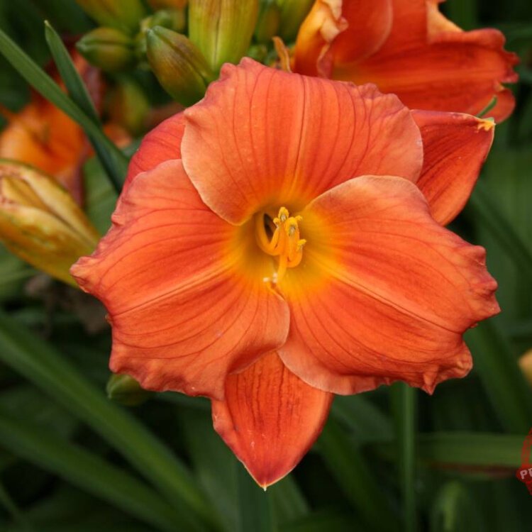 HEMEROCALLE Orange - Photo 1