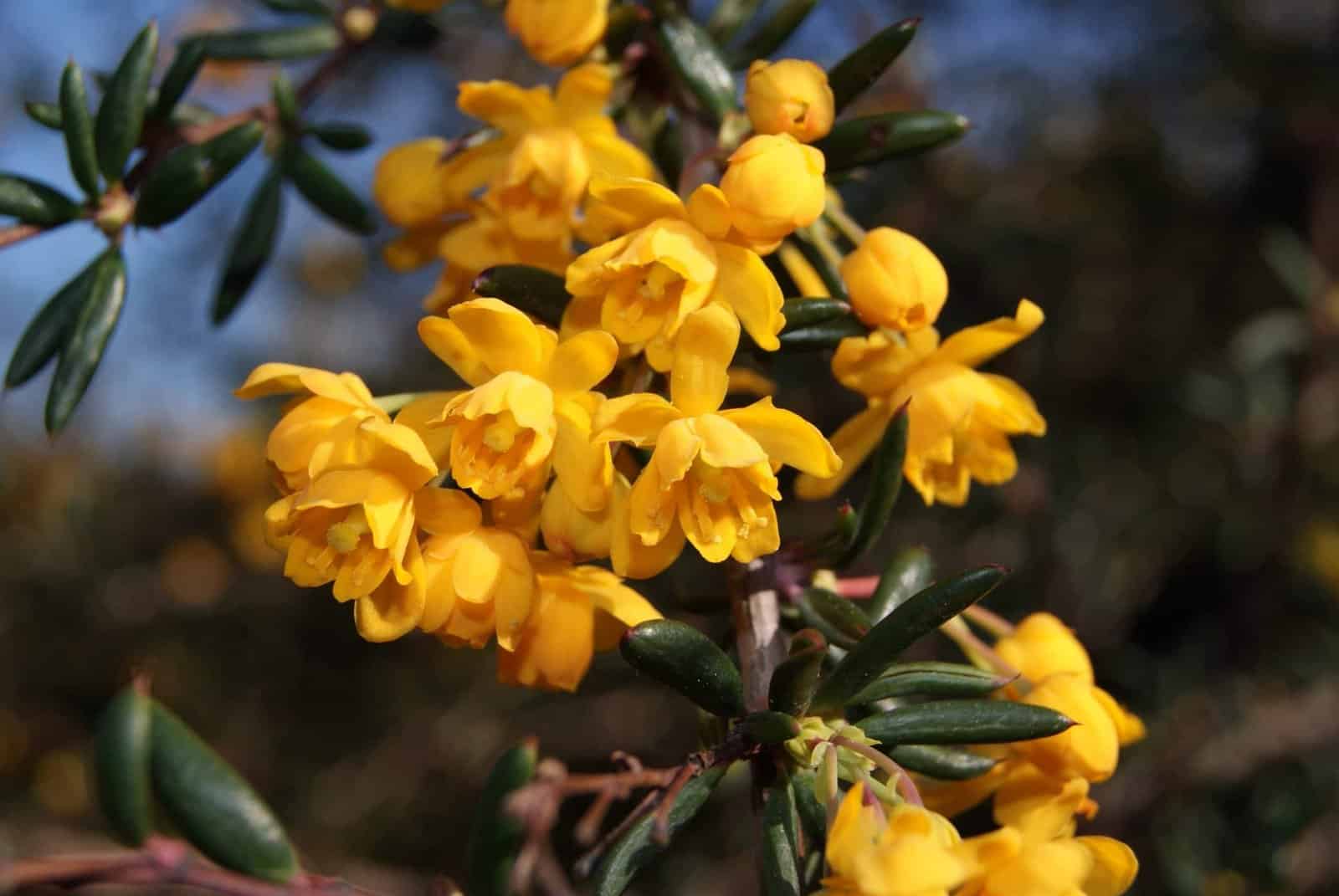 BERBERIS stenophylla / Épine-vinette à feuilles étroites - Photo 2