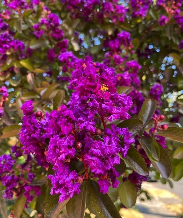 LAGERSTROEMIA indica 'Violet' / Lilas des Indes Violet - Photo 1