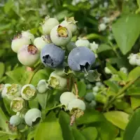 Myrtille arbustive ‘Hardy Blue’ - vaccinium corymbosum - Photo 1