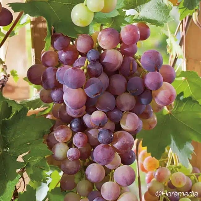 Vigne rouge 'Cardinal' - vitis vinifera - Photo 1