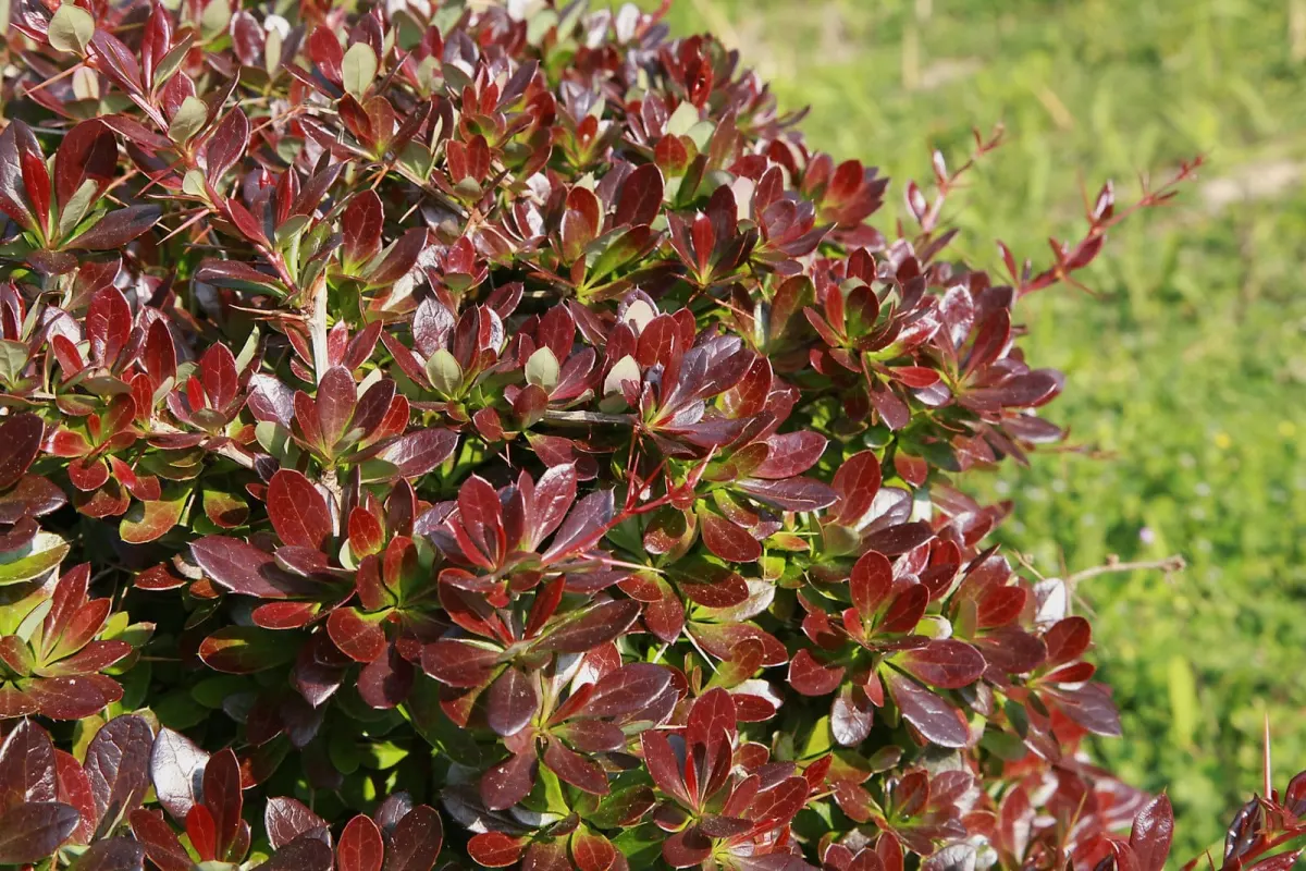 BERBERIS media Red Jewel / Epine-vinette - Photo 2