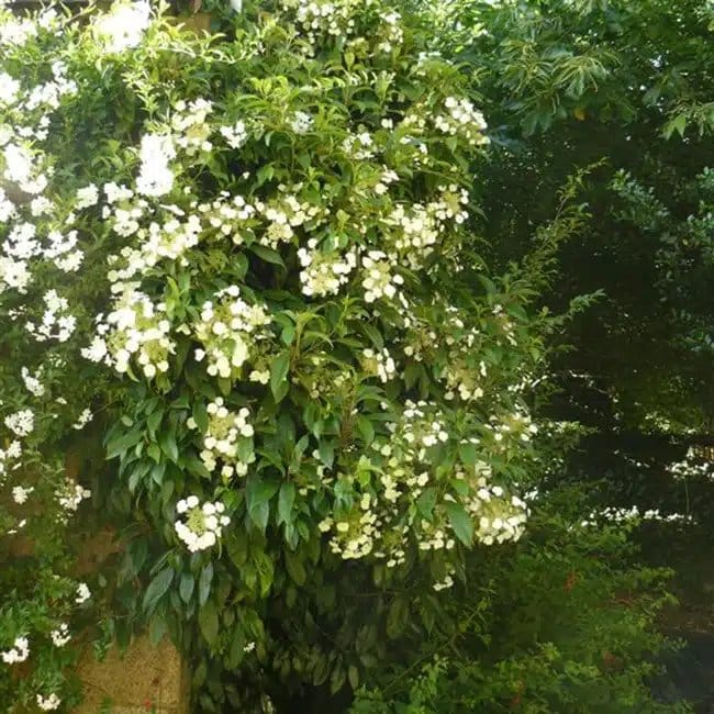 Hortensia grimpant 'Seemanii' - hydrangea - Photo 3