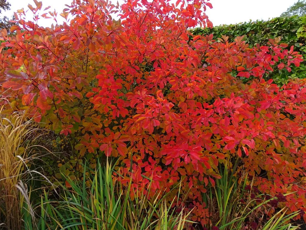 COTINUS 'Flame' / Arbre à perruque 'Flame' - Photo 2