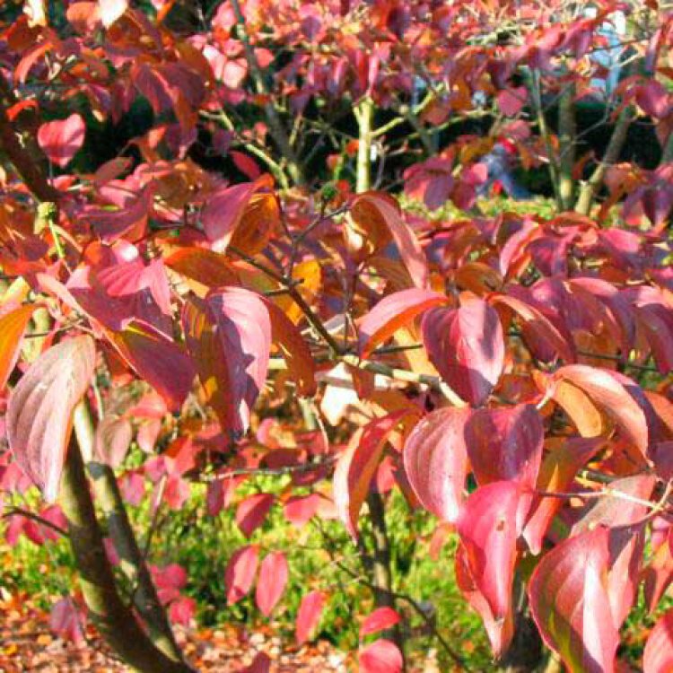 CORNUS kousa ‘Satomi’ / Cornouiller du Japon 'Satomi' - Photo 2