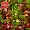 Vigne vierge quinquefolia - parthenocissus - Photo 1