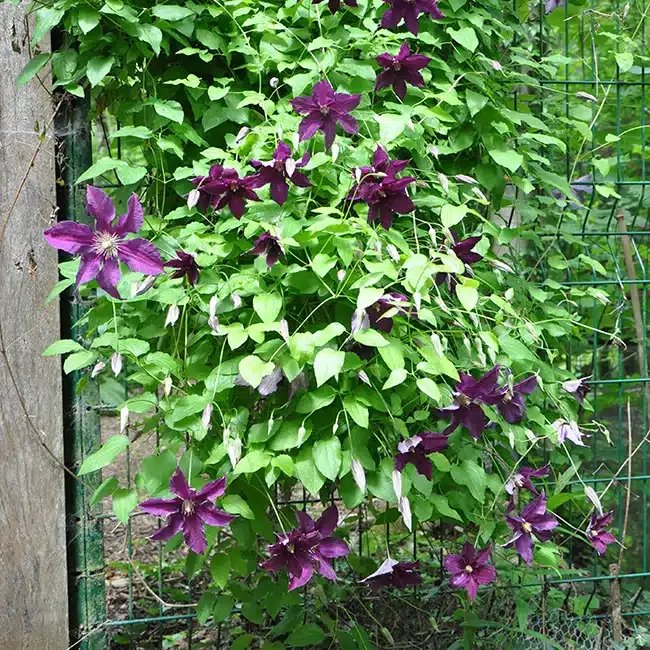 Clématite 'Vostok' - clematis - Photo 3