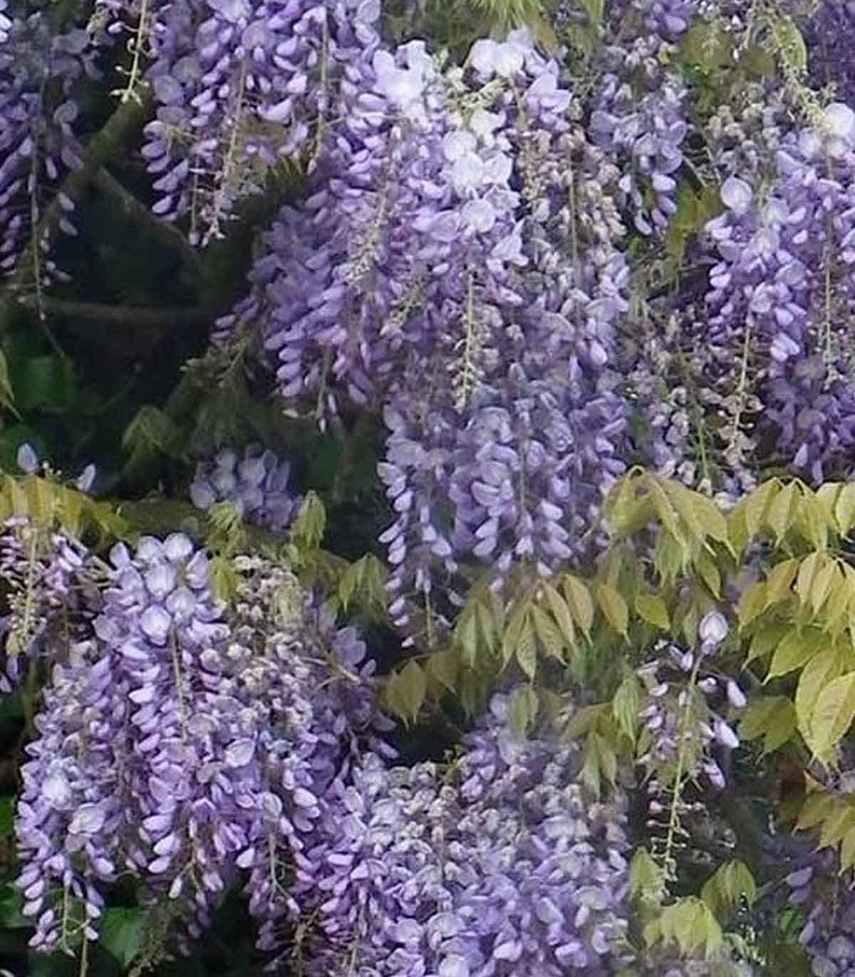 Glycine de Chine / Wisteria sisensis - Photo 4