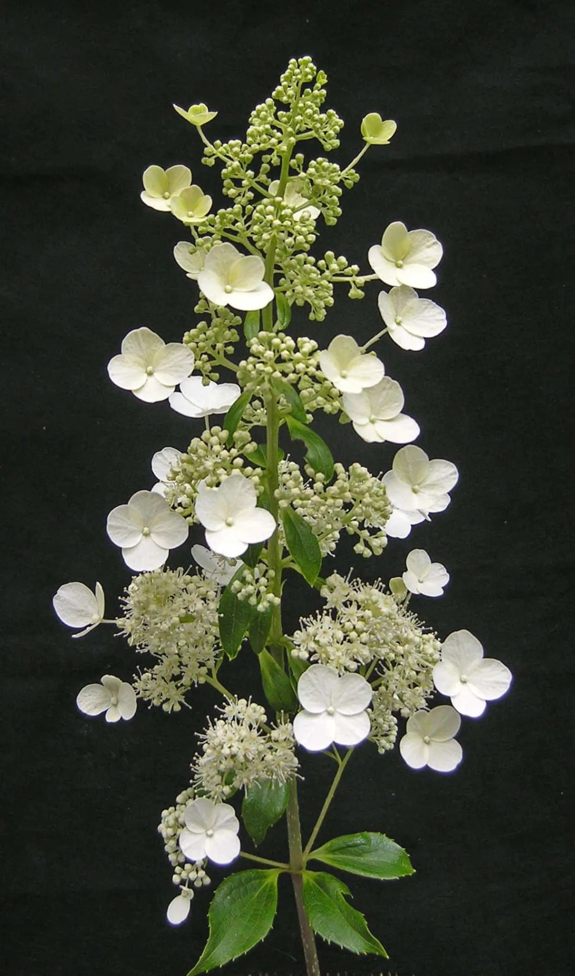 HYDRANGEA paniculata ‘Unique’ / Hortensia paniculé 'Unique'