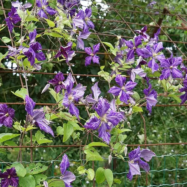 Clématite 'Tie Dye' - clematis jackmanii - Photo 3