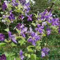 Clématite 'Tie Dye' - clematis jackmanii - Photo 3
