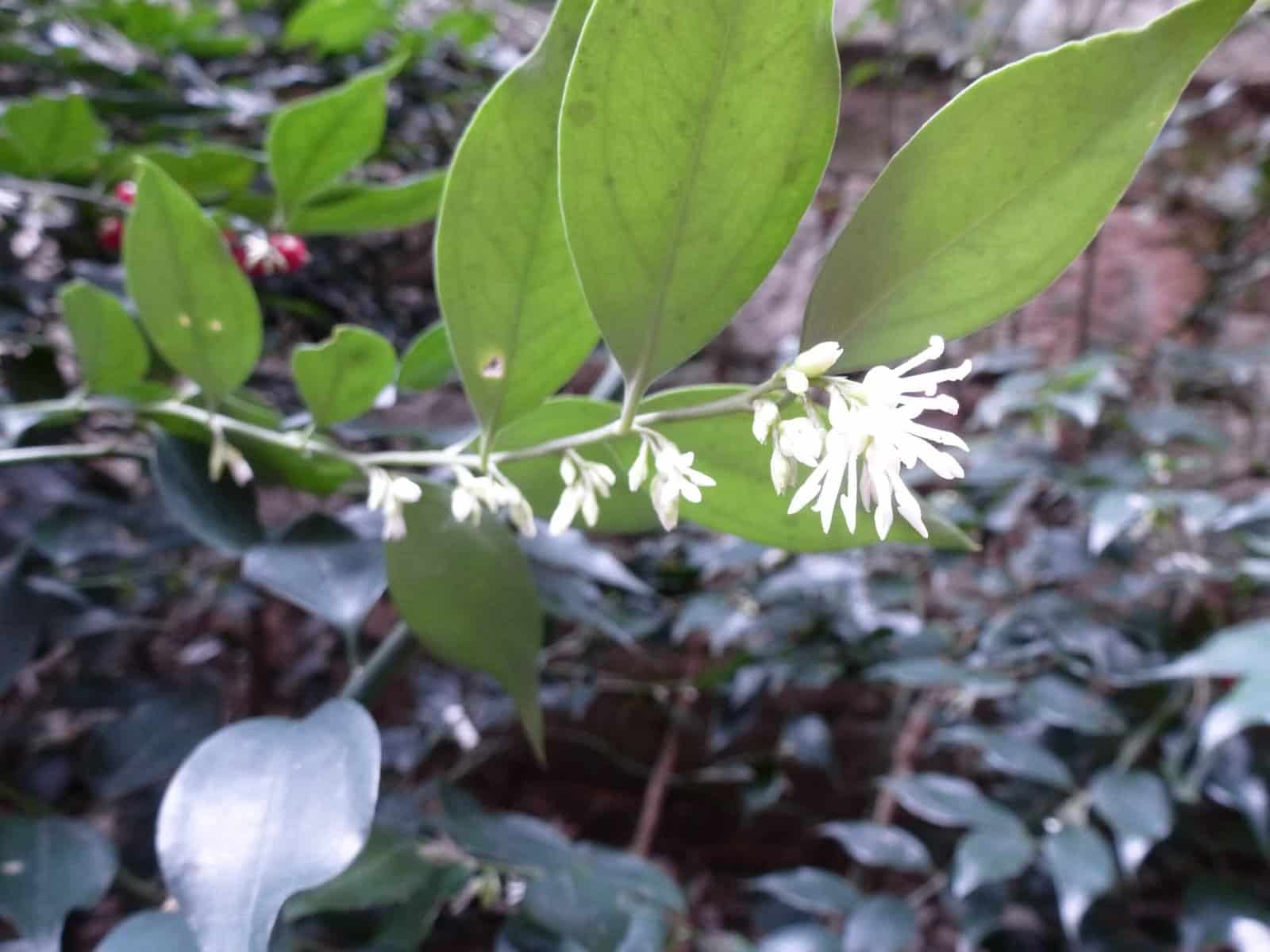SARCOCOCCA ruscifolia / Sarcococca - Photo 1