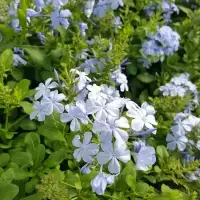 Dentelaire du Cap - plumbago capensis - Photo 4
