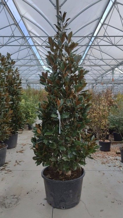 200/250 cm Touffe Pot de 70L