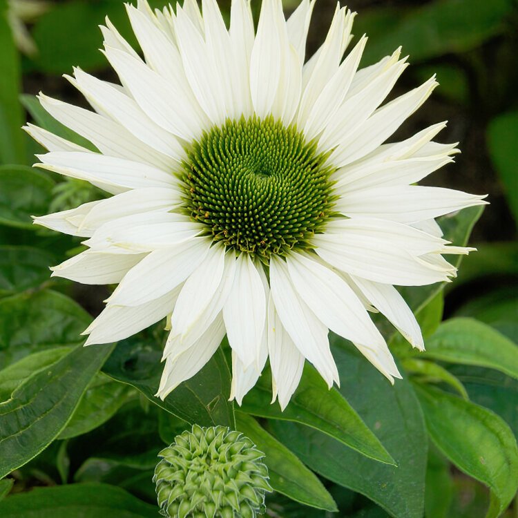 ECHINACEA PURP. 'VIRGIN' / Echinacéa pourpre blanche - Photo 1