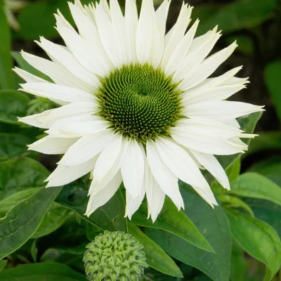 ECHINACEA PURP. 'VIRGIN' / Echinacéa pourpre blanche - Photo 1