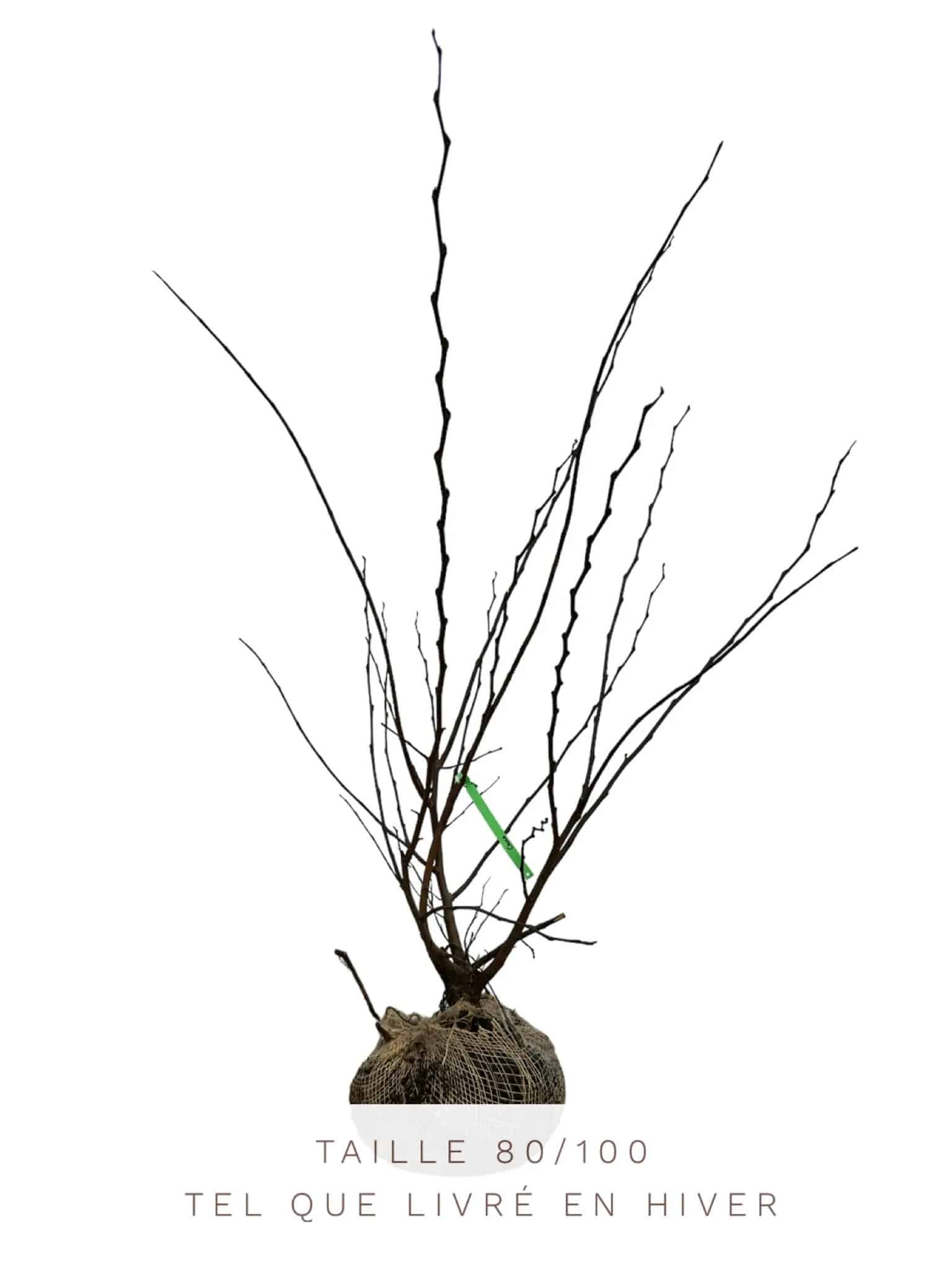 CERCIS siliquastrum / Arbre de Judée - Photo 4