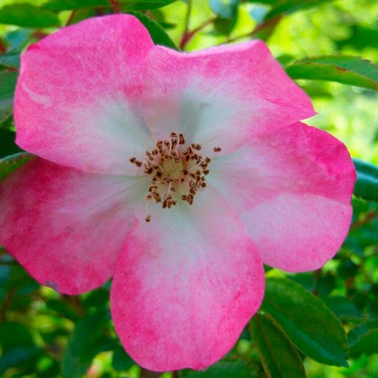 ROSA 'Rush' / Rosier arbustif 'Rush' à fleurs groupées - Photo 1