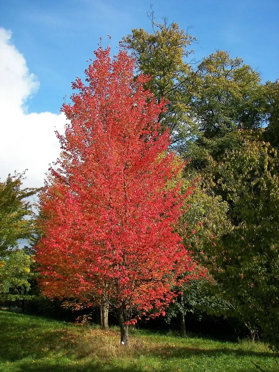 ACER rubrum / Érable rouge d'Amérique - Photo 1