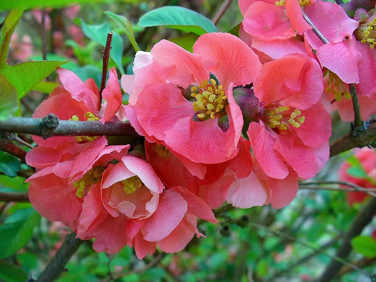 CHAENOMELES speciosa ‘Nicoline’ / Cognassier du Japon 'Nicoline - Photo 2