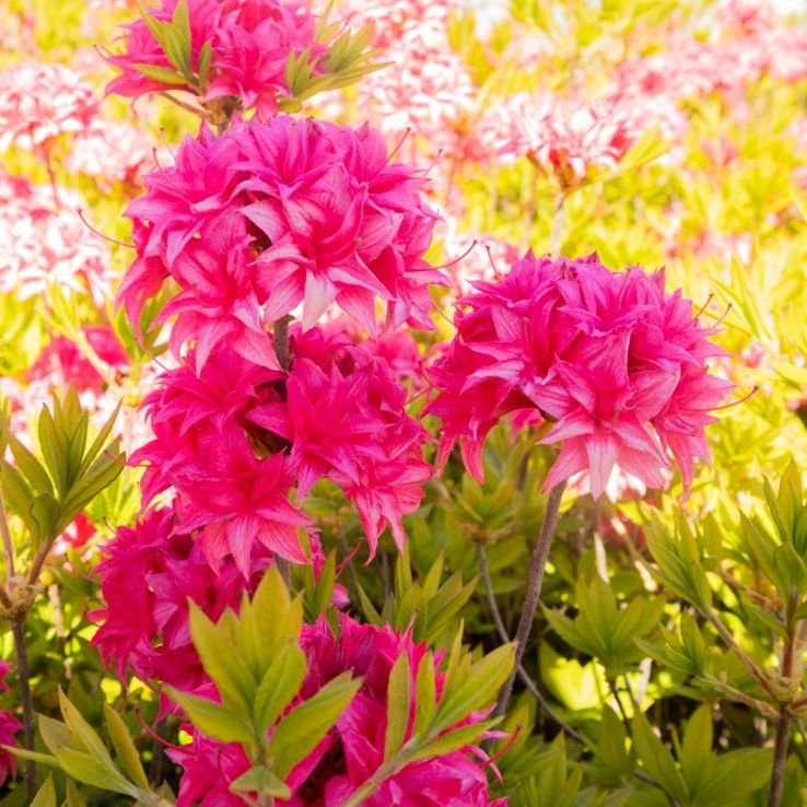 RHODODENDRON (AZ) MOLLIS PINK / Azalée mollis rose - Photo 1