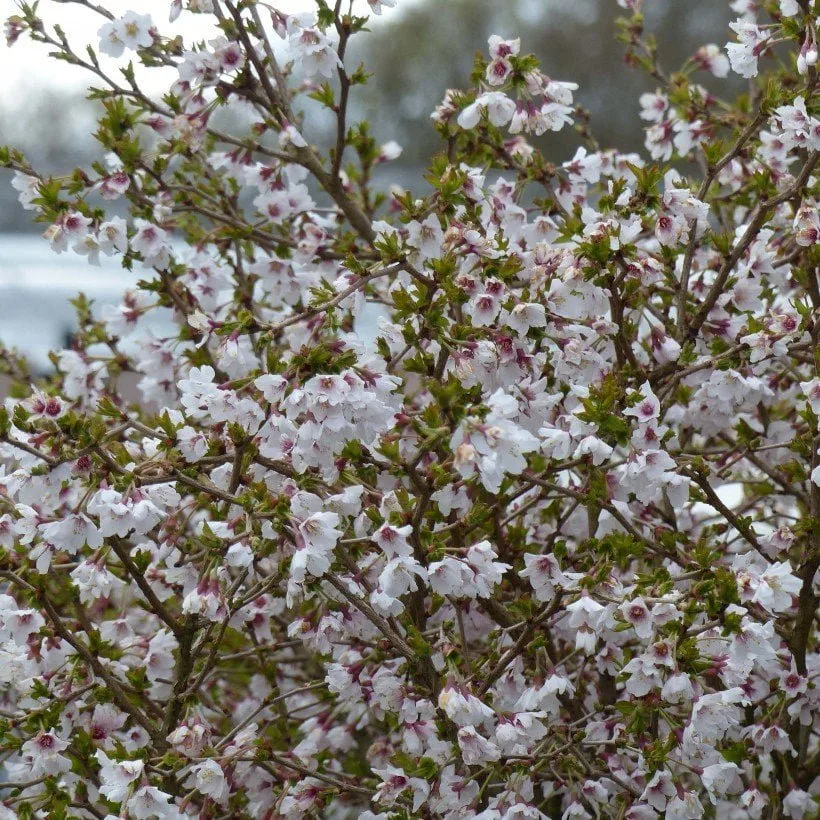 PRUNUS incisa 'Kojo No Mai' / Cerisier à fleurs nain du japon